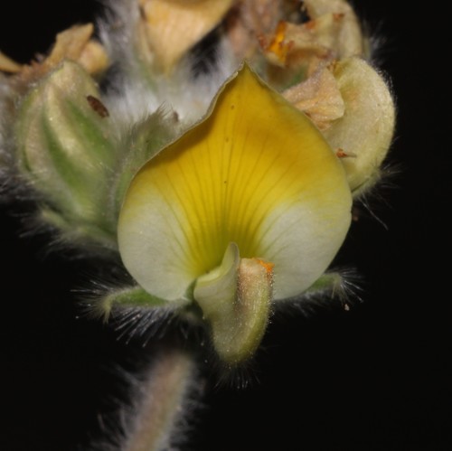 Kamiesberg Leobordea (Leobordea polycephala)