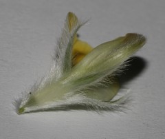 Leobordea polycephala