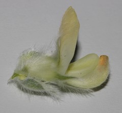 Leobordea polycephala