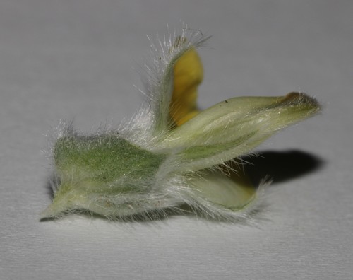 Image of Leobordea polycephala by (c) Brian du Preez, some rights reserved (CC BY-SA)