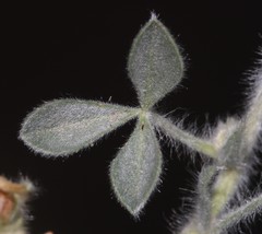 Leobordea polycephala