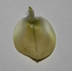 Leobordea polycephala