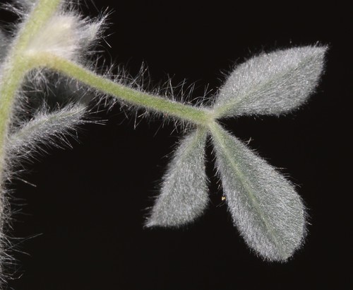 Image of Leobordea polycephala by (c) Brian du Preez, some rights reserved (CC BY-SA)