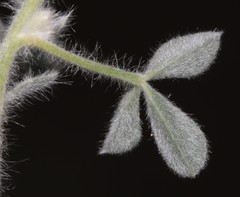 Leobordea polycephala