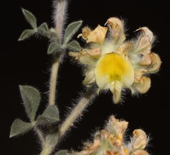 Leobordea polycephala