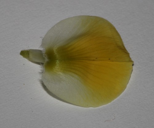 Image of Leobordea polycephala by (c) Brian du Preez, some rights reserved (CC BY-SA)