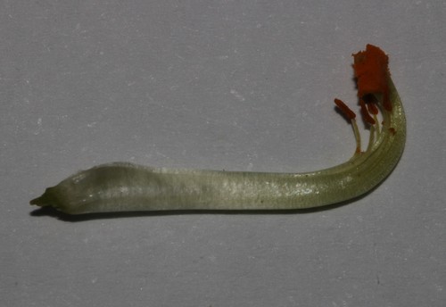 Image of Leobordea polycephala by (c) Brian du Preez, some rights reserved (CC BY-SA)