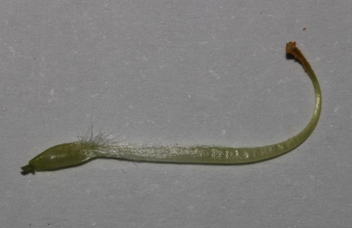 Image of Leobordea polycephala by (c) Brian du Preez, some rights reserved (CC BY-SA)