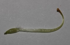 Leobordea polycephala
