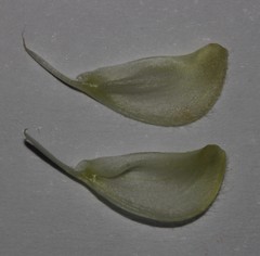 Leobordea polycephala