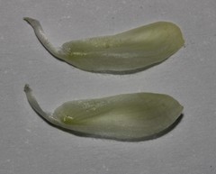 Leobordea polycephala