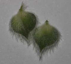 Leobordea polycephala
