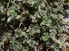 Silene succulenta