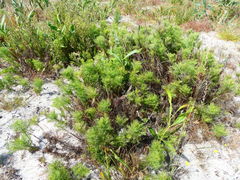 Senecio foeniculoides