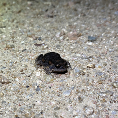 Uperoleia laevigata
