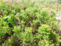 Senecio foeniculoides