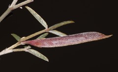 Argyrolobium petiolare