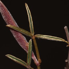 Argyrolobium petiolare