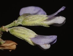 Psoralea albicans