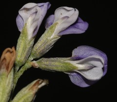 Psoralea albicans