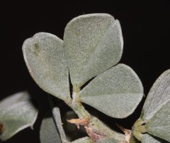 Psoralea albicans
