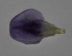 Psoralea albicans