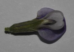 Psoralea albicans