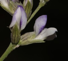 Psoralea albicans