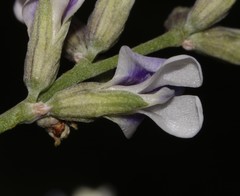 Psoralea albicans