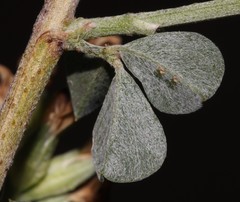 Psoralea albicans