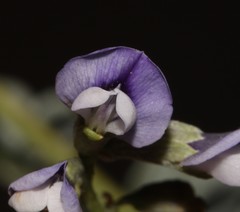 Psoralea albicans