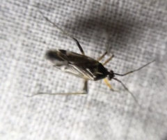 Harpocera thoracica
