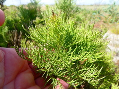 Senecio foeniculoides
