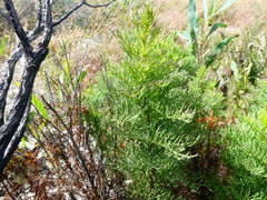 Senecio foeniculoides