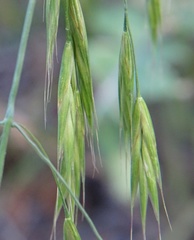 Bromus