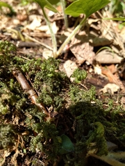 Thamnobryum alleghaniense