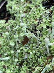 Cladonia humilis