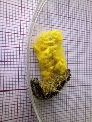 Cotesia glomerata bracovirus