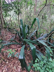 Furcraea guerrerensis