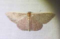 Idaea inversata