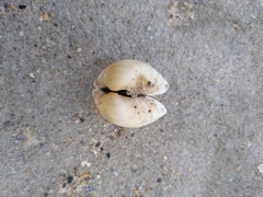 Anadara kagoshimensis