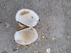 Anadara kagoshimensis