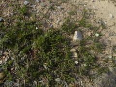 Spergularia flaccida