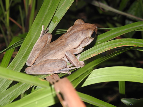 Polypedates leucomystax