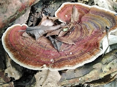 Earliella
