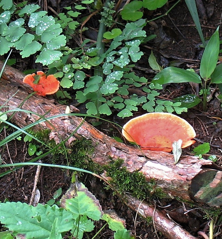Trametes sanguinea · June 2006 · photo: © hhulsberg (iNaturalist, cc-by)