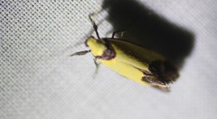 Crepidosceles timalphes