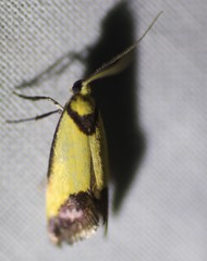 Crepidosceles timalphes