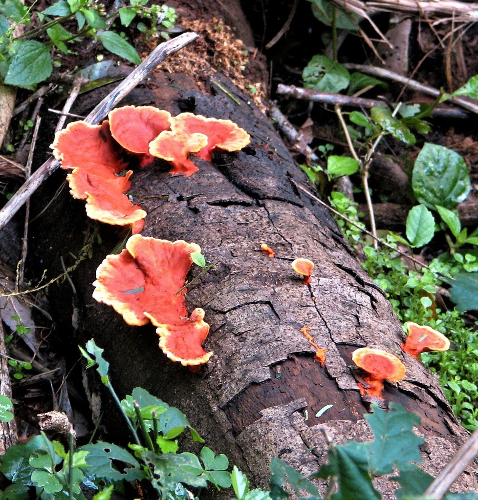 Trametes sanguinea · June 2006 · photo: © hhulsberg (iNaturalist, cc-by)