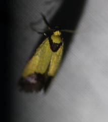 Crepidosceles timalphes